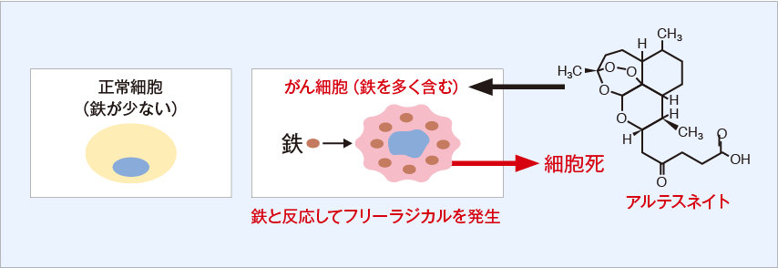 アルテスネイトの抗がん作用のしくみ