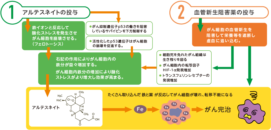 アルテスネイトによるがん治療フロー