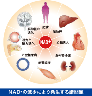 NAD+の減少により発生する諸問題