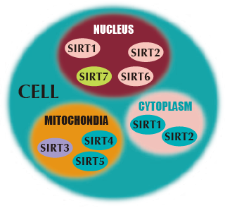 sirtuin遺伝子の図