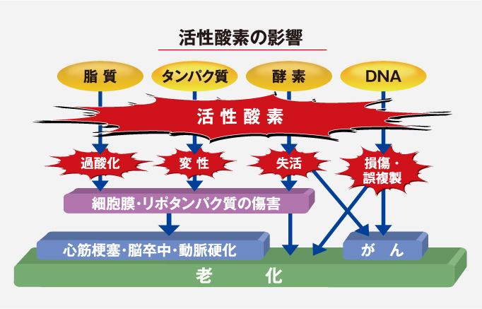 活性酸素の影響